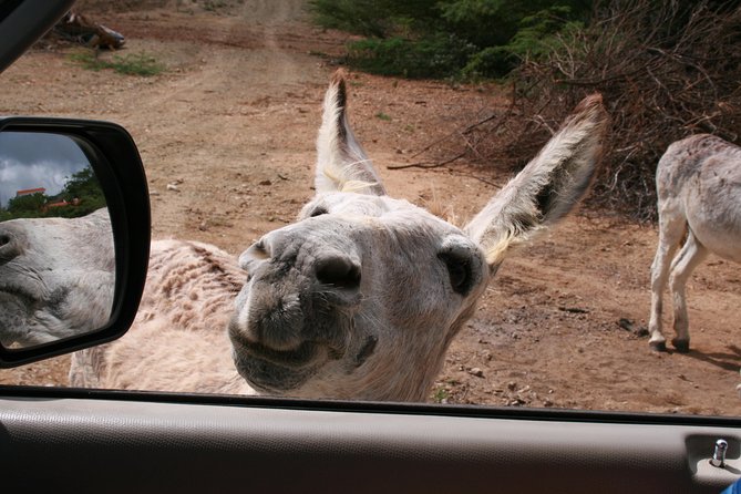 2-Hour South of Bonaire Tour With Hotel Pickup - Pickup Locations