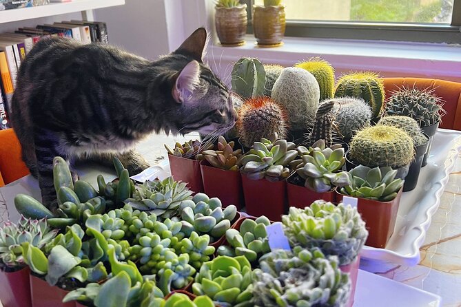 2-Hour Terrarium Making Experience With Cats in New York - Experience Details