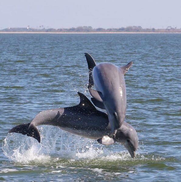 2 Hour Tiki Dolphin Sightseeing Tour in Cocoa Beach - Frequently Asked Questions