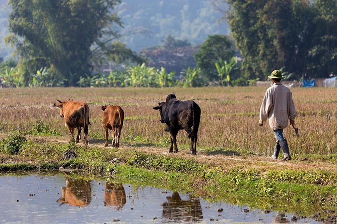 2-Hour Village Walking Tour: In-depth Discovery of Cambodian Rural Life - Frequently Asked Questions