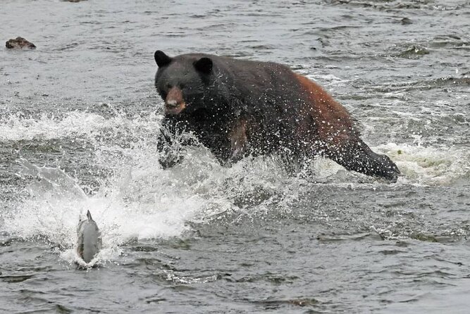 2-Hour Wildlife and Culture Small Van Excursion - Tour Details