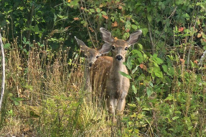 2-Hour Wildlife & Nature River Cruise on the Beautiful Willamette - What Travelers Say About the Experience