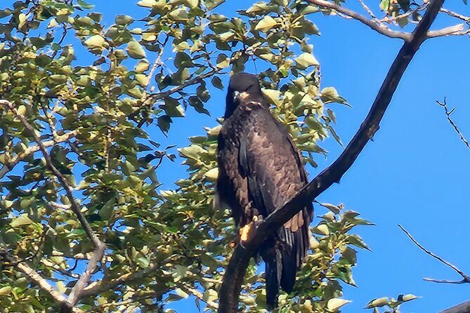 2-Hour Wildlife & Nature River Cruise on the Beautiful Willamette - Practical Details & Why They Matter