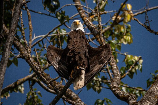 2-Hour Wildlife & Nature River Cruise on the Beautiful Willamette - Why This Tour Is Worth It