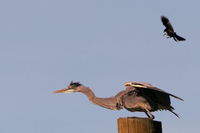2-Hour Wildlife & Nature River Cruise on the Beautiful Willamette - Final Thoughts: Who Should Consider This Tour?