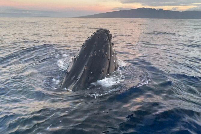 2 Hours 30 Minutes Whale Watch And/Or Scenic Tour - Tour Duration and Details