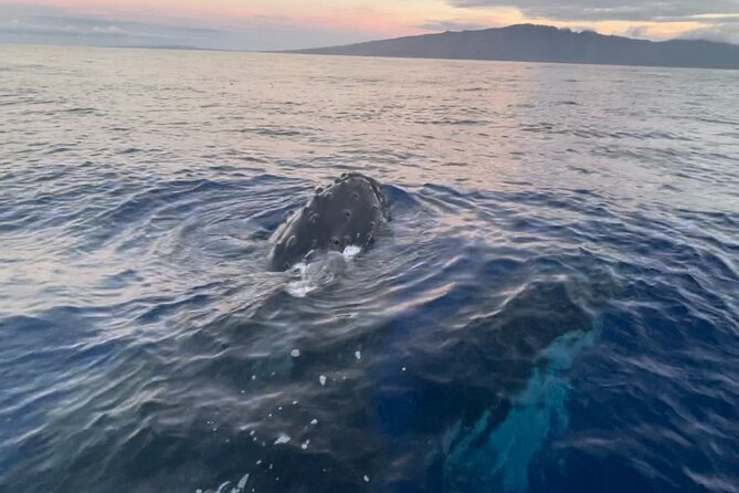 2 Hours 30 Minutes Whale Watch And/Or Scenic Tour - Additional Information and Requirements