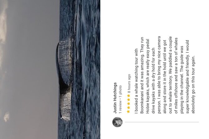 2 Hours 30 Minutes Whale Watch And/Or Scenic Tour - The Sum Up