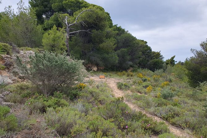 2-Hours 4X4 Tour in Spetses Safari - Traveler Experience and Reviews
