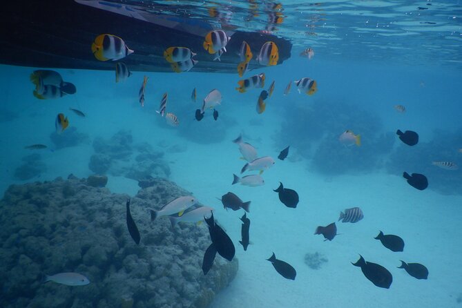 2 Hours Discovery Tour of Moorea by Jet Ski - Traveler Photos