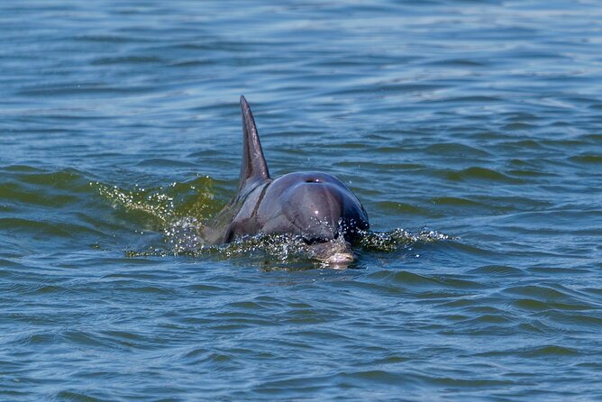 2 Hours Dolphin Eco Tour - Meeting and Pickup