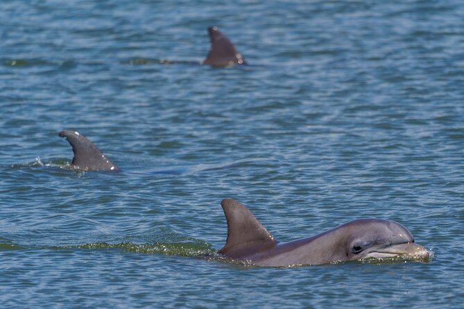 2 Hours Dolphin Eco Tour - How to Book
