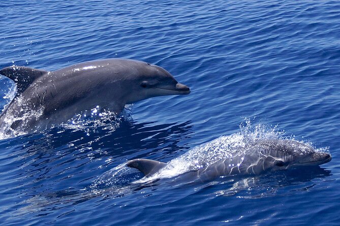 2 Hours Dolphin Watching Cruise in Muscat - Good To Know