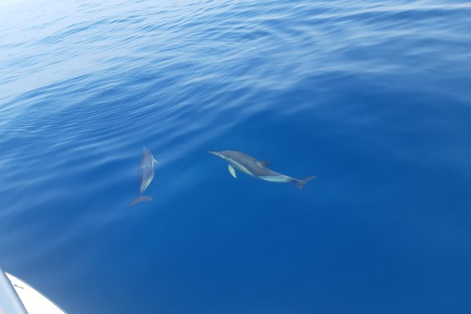 2 Hours Dolphin Watching in Marbella - Additional Information and Requirements