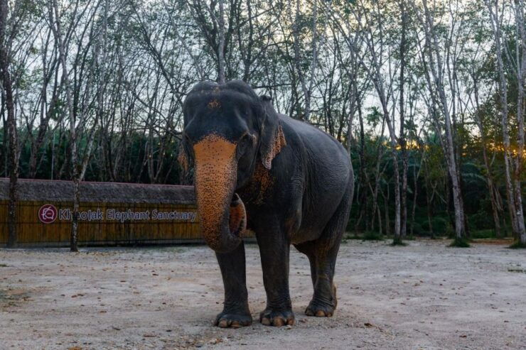 2-Hours Eco Guide Walking Tour in Khaolak Elephant Sanctuary - Activity Details