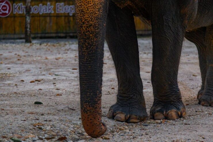 2-Hours Eco Guide Walking Tour in Khaolak Elephant Sanctuary - Experience