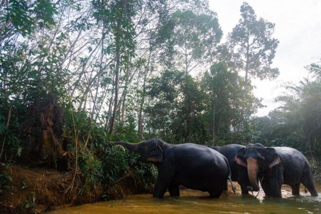 2-Hours Eco Guide Walking Tour in Khaolak Elephant Sanctuary - Main Stops