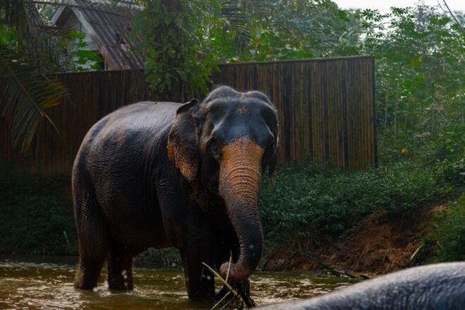 2-Hours Eco Guide Walking Tour in Khaolak Elephant Sanctuary - Full Description