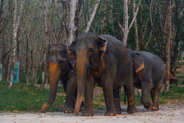 2-Hours Eco Guide Walking Tour in Khaolak Elephant Sanctuary - Directions