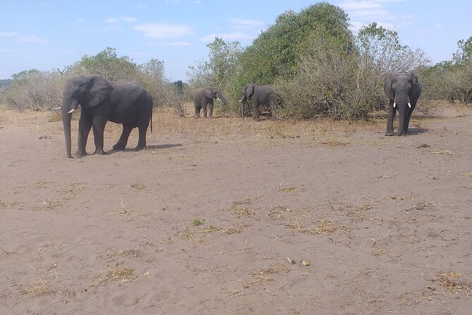 2-Hours Elephants Safari Day Tour in Victoria Falls - Additional Information
