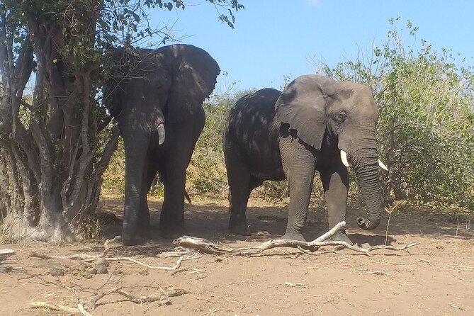 2-Hours Elephants Safari Day Tour in Victoria Falls - Review Information