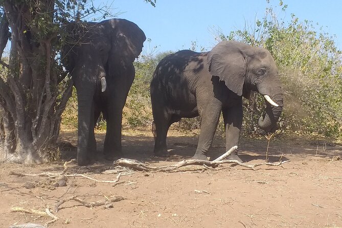 2-Hours Elephants Safari Day Tour in Victoria Falls - Directions