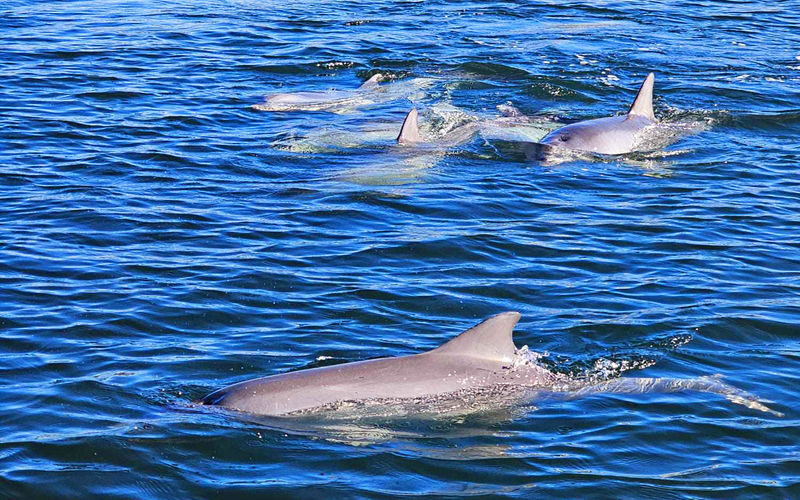 2 Hours Port River Dolphin and Maritime Cruise - The dolphin sanctuary is a chance, not a guarantee