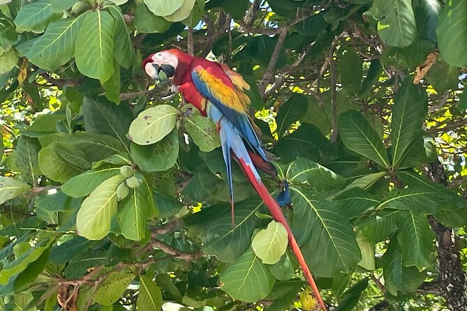 2 Hours Private Guided Hiking Experience to El Miro in Jaco - Frequently Asked Questions