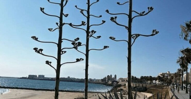 2 Hours Private Historical Tour in Cadiz - Good To Know