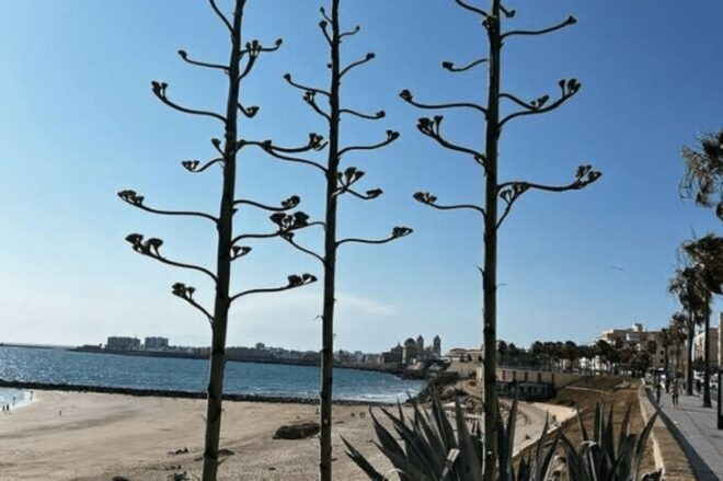 2 Hours Private Historical Tour in Cadiz - Tour Itinerary