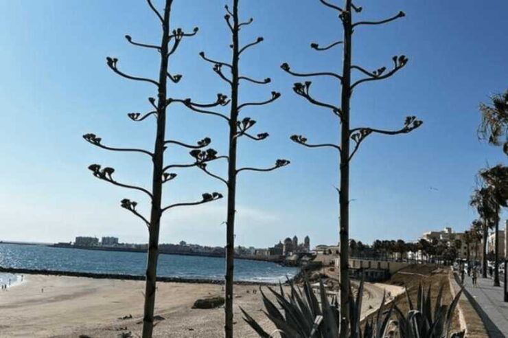 2 Hours Private Historical Tour in Cadiz - Good To Know