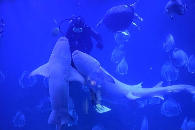 2 Hours Red Sea Wonders Tour at Hurghada Grand Aquarium - Good To Know