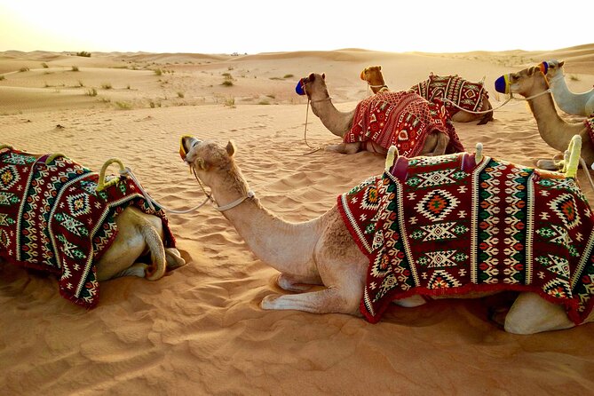 2 Hours Sunset Camel Safari Adventure in Pushkar - Booking Information