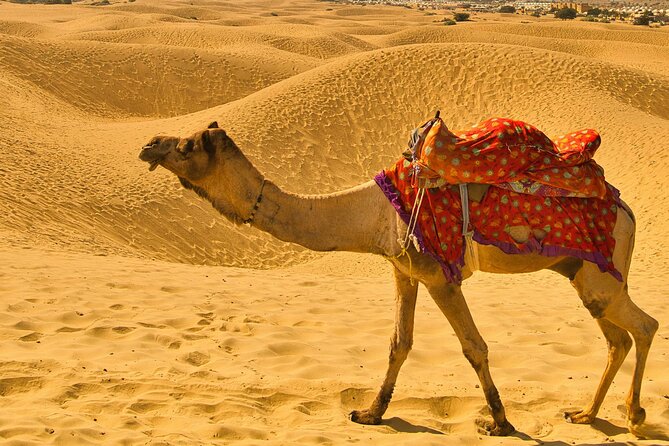 2 Hours Sunset Camel Safari Adventure in Pushkar - Customer Reviews