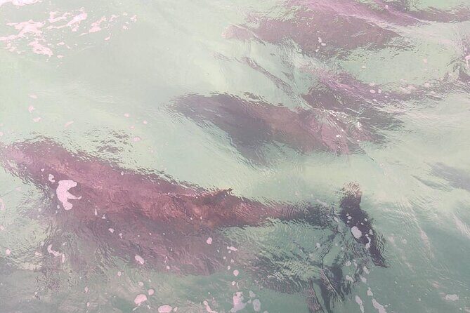 2 Hours Swim with the Dolphins in Panama City - Introducing the 2 Hours Swim with the Dolphins in Panama City Beach