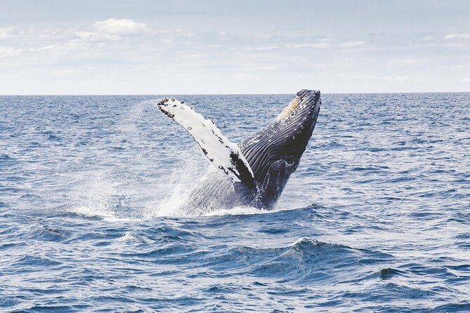 2 Hours Whale Watching Tour in Fremantle - Best Time to Go