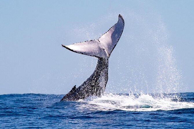 2 Hours Whale Watching Tour in Fremantle - Tour Highlights