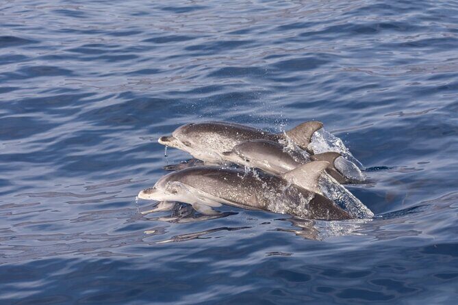 2 HR Dolphin Tour in North Myrtle Beach - A Closer Look at the Experience