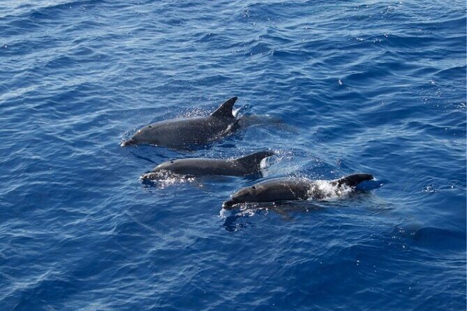 2 HR Dolphin Tour in North Myrtle Beach - Final Thoughts