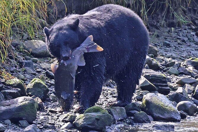 2 hr Private Custom Tour of Ketchikan (4 people) Wildlife + More - Good To Know