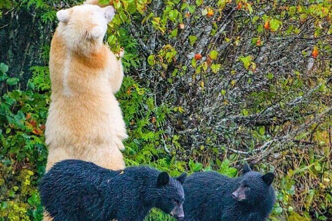 2 hr Private Custom Tour of Ketchikan (4 people) Wildlife + More - Final Thoughts: Is it Worth It?