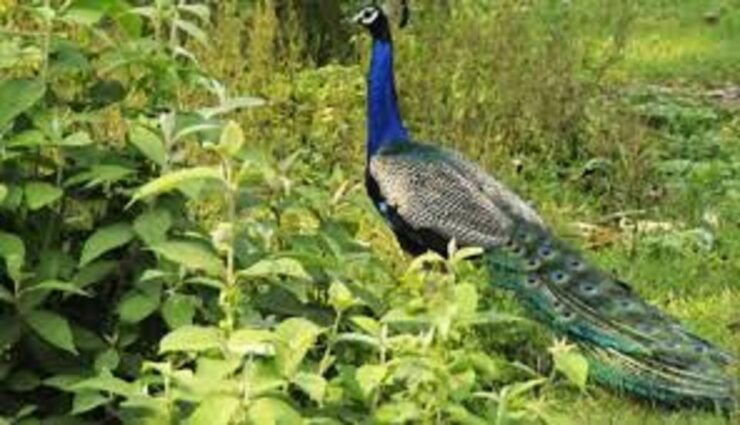 2 N 3 Days Chitwan Tour Package From Pokhara or Kathmandu - General Information and Booking Details