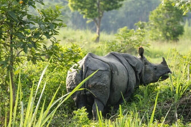 2 Night 3 Day Chitwan Jungle Safari Tour from Pokhara - Final Thoughts: Is This Tour for You?
