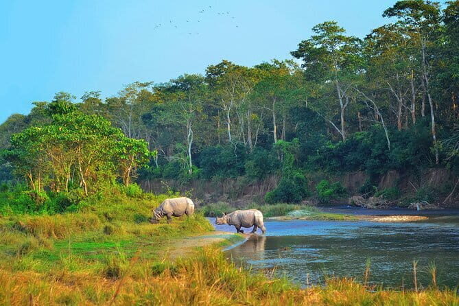 2 Night 3 Day Chitwan Jungle Safari Tour from Pokhara - Exploring the Itinerary: What to Expect Each Day