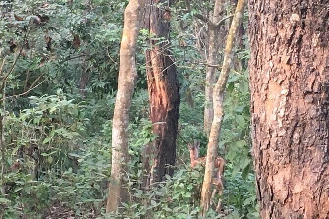 2 Night 3 Days Chitwan Jungle Safari Tour from Kathmandu - An In-Depth Look at the Chitwan Jungle Safari Experience