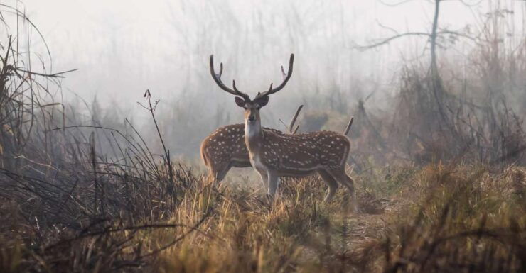 2 Night 3 Days Chitwan Jungle Safari Tour (Full Board) - Activity Details and Highlights
