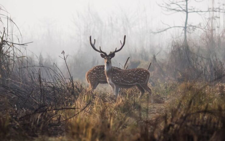 2 Night 3 Days Chitwan Jungle Safari Tour (Full Board) - Full Description of the Tour