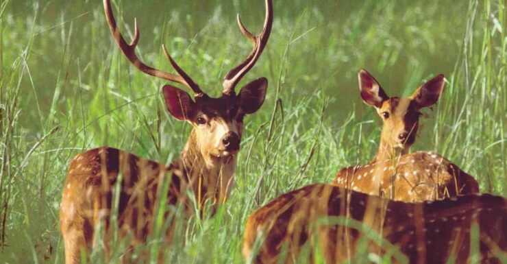 2 Night 3 Days Chitwan Jungle Safari Tour - Tour Overview and Pricing