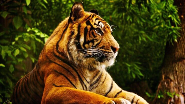 2 Night 3 Days Chitwan Jungle Safari Tour - Accommodation and Meals