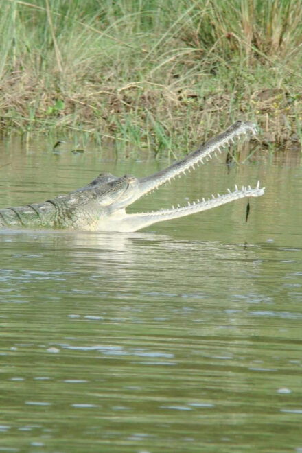 2 Night 3 Days Chitwan Jungle Safari Tour - Customer Feedback